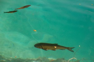 img_4769_fish
